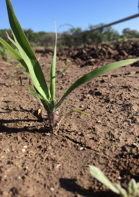 Florida Paspalum seedling in the ground.