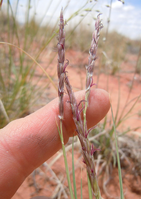 Spadefoot Nursery - Texas beargrass (Nolina texana) is native to