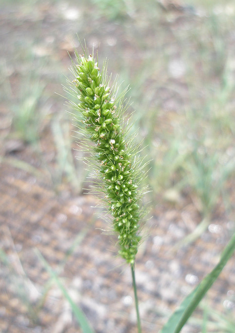 Plains Bristlegrass