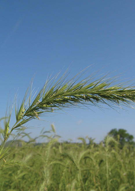 Prairie Wildrye