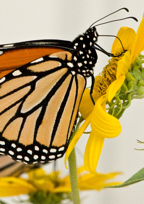 Monarch Butterfly on Maximilian Sunflower