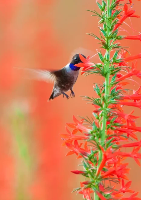photo by Rusty Ray - Native American Seed Hummers and Singers Mix