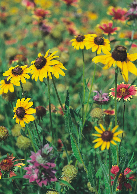 Lemon Mint  Native American Seed