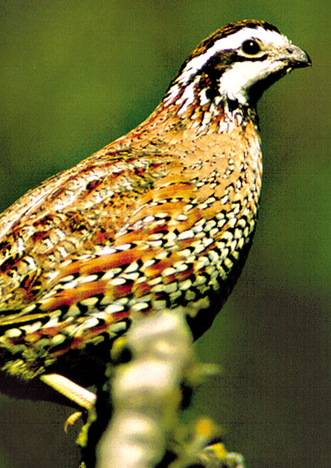 photo by Mike Searles NATIVE AMERICAN SEED SUSTAINABLE QUAIL AND DOVE MIX