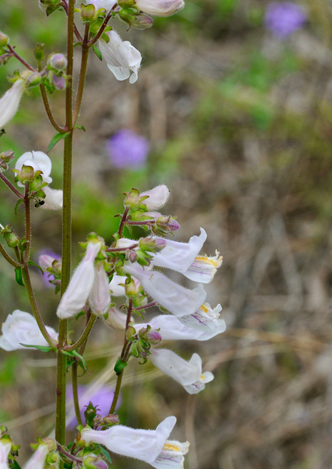 Beardtongue