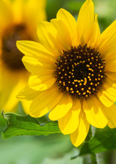 Common Sunflower in full bloom at Waterleaf Park in Kyle TX