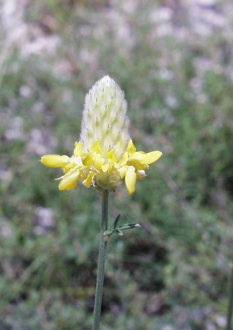 Golden dalea in bloom.