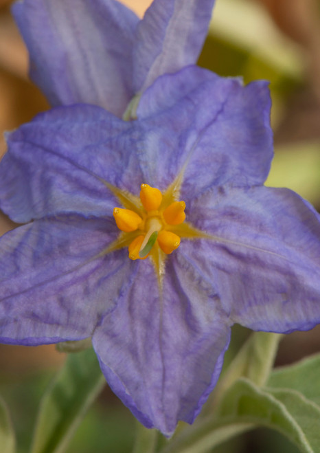 Purple Nightshade