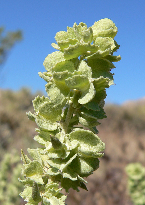 Four-wing Saltbush