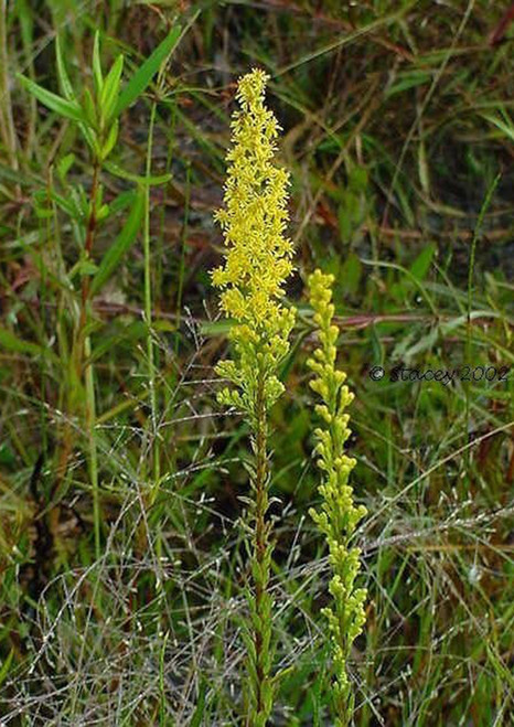 Wand goldenrod blooming.