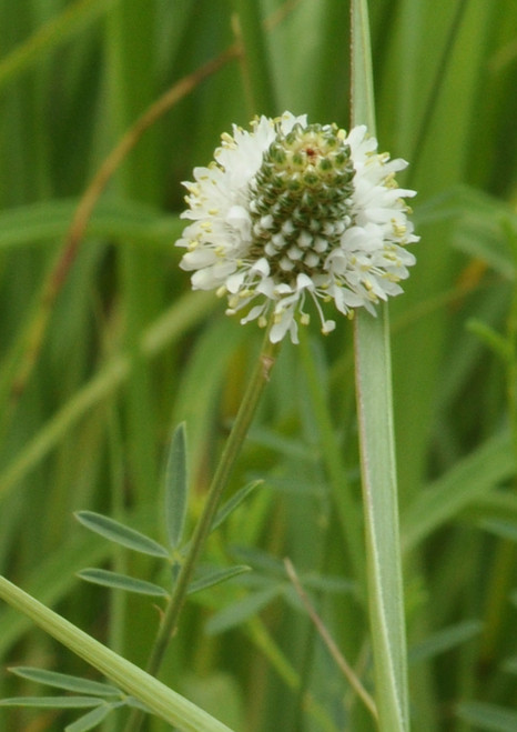 White Prairie Clover