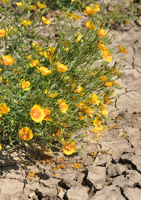 Blooming yellow prairie flax. Blooming yellow prairie flax.