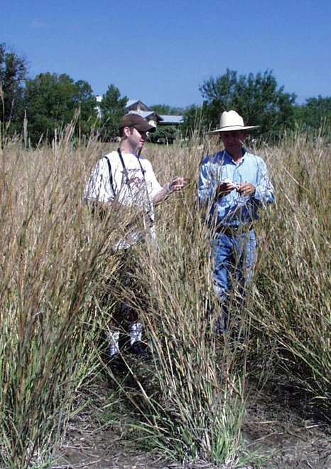 Live Roots - Grass Roots - Native American Seed