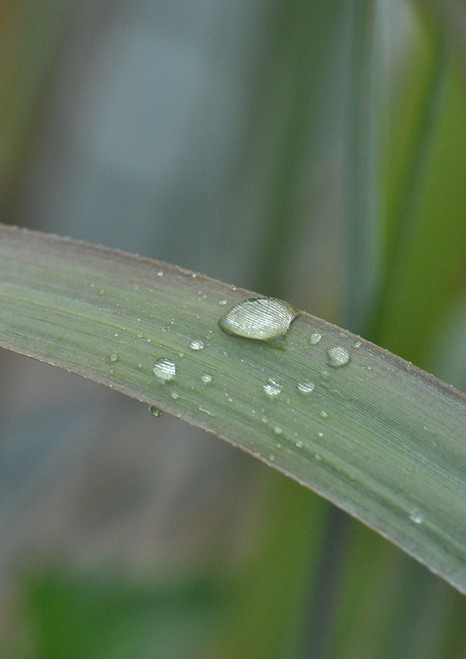 Switchgrass Roots | Native American Seed