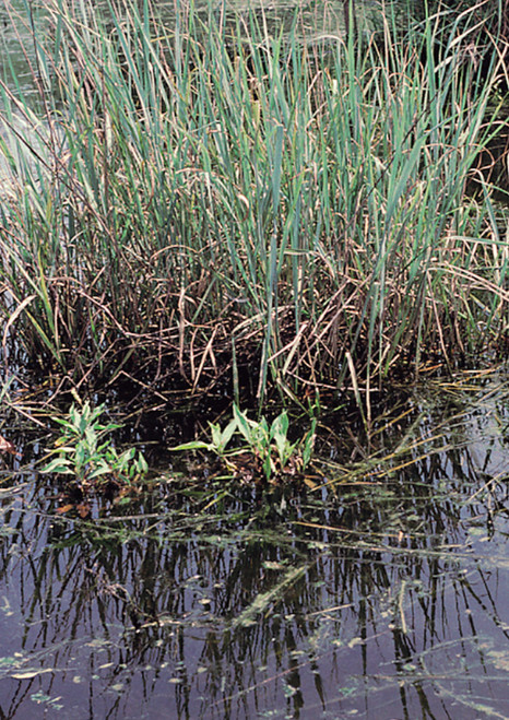 Switchgrass Roots | Native American Seed
