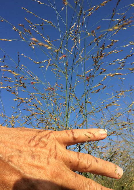 Live Roots - Grass Roots - Native American Seed