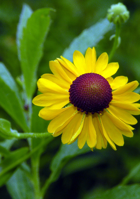 Flower of Southern Sneezeweed. Credit Doug McGrady