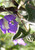 SNAPDRAGON VINE