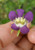 SNAPDRAGON VINE