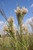 BUSHY BLUESTEM