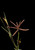 Close up of hooded windmill grass seed head.