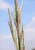 LITTLE BLUESTEM