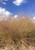 Field of purple love grass.