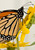 Monarch Butterfly on Maximilian Sunflower