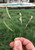 Seedheads (Blue Grama, Buffalograss, Curly Mesquite) photo by Will Fowler