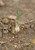 Seedling Buffalograss