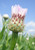 American Basketflower starting to bloom