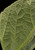 Buffalo Gourd leaf (underside