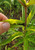 Butterfly Weed leaves with caterpillar droppings