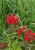 Cardinal Flower bright red blooms