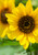 Common Sunflower in full bloom at Waterleaf Park in Kyle TX