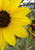 Common Sunflower big yellow bloom