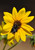 Native pollinator visits Common Sunflower