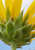 Common Sunflower underside of bloom