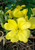 Cutleaf Evening Primrose