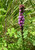 Gayfeather Blazing Star in bloom. Photo by Fritz Flohr Reynolds.