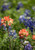 INDIAN PAINTBRUSH