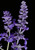MEALY BLUE SAGE
