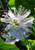 Passion flower bloom.
