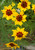 Plains Coreopsis