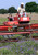 Prairie Verbena