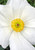 White Prickly Poppy