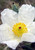 White Prickly Poppy