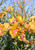 Blooming yellow prairie flax.