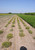 Yellow prairie flax growing in crop rows.