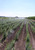 Yellow prairie flax growing in crop rows.